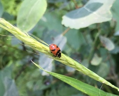 Hippodamia caseyi