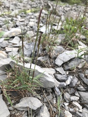 Trisetum distichophyllum