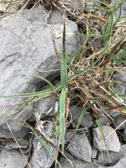 Trisetum distichophyllum