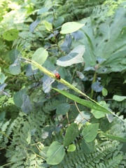 Hippodamia caseyi