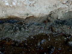 Sceliphron destillatorium