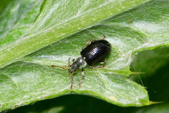 Phyllobius viridicollis