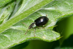 Phyllobius viridicollis