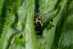 Phyllobius viridicollis