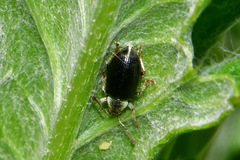 Phyllobius viridicollis