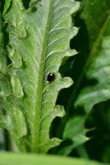 Phyllobius viridicollis