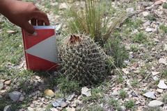Coryphantha delicata