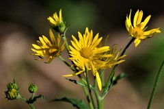 Doronicum austriacum