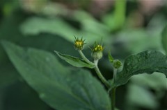 Doronicum austriacum