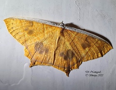 Thinopteryx crocoptera