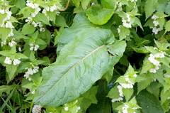 Rumex obtusifolius