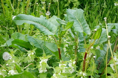 Rumex obtusifolius