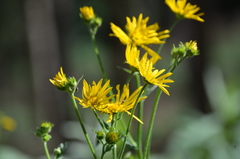 Doronicum austriacum