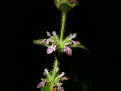 Stachys heraclea