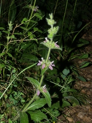 Stachys heraclea