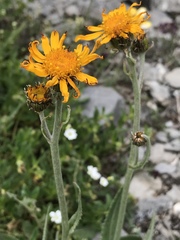 Senecio doronicum