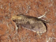 Acrolophus propinqua