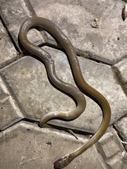 Boaedon fuliginosus