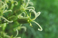 Silene chersonensis