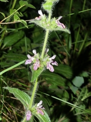 Stachys heraclea