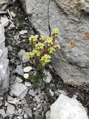 Sedum atratum