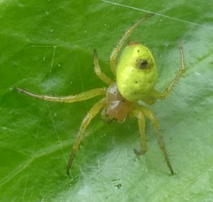 Araniella