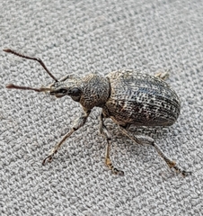 Otiorhynchus tristis