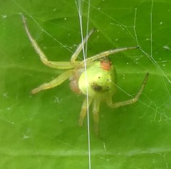 Araniella