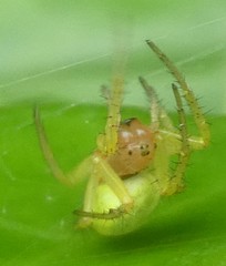 Araniella