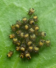 Araneae