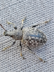 Otiorhynchus tristis