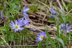 Anemonoides caucasica