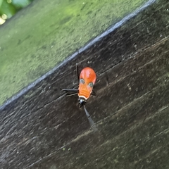 Dysdercus decussatus