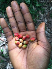 Synsepalum dulcificum