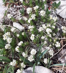 Galium pyrenaicum