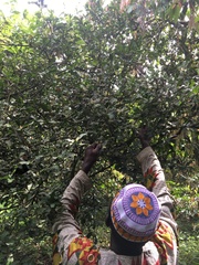 Synsepalum dulcificum