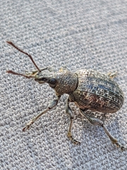 Otiorhynchus tristis