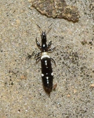 Compsothrips albosignatus