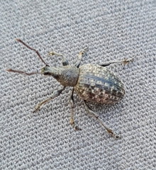 Otiorhynchus tristis