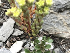 Sedum atratum
