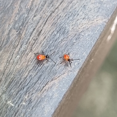 Dysdercus decussatus