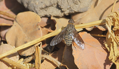 Hemipenthes tenuirostris
