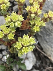 Sedum atratum