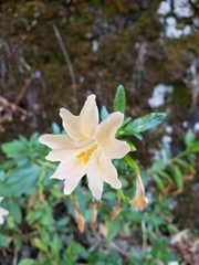 Diplacus grandiflorus