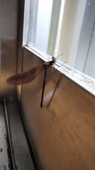 Calopteryx haemorrhoidalis