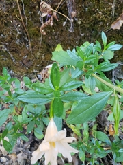 Diplacus grandiflorus