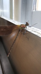 Calopteryx haemorrhoidalis