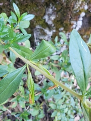 Diplacus grandiflorus