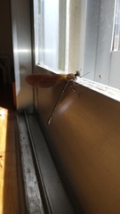 Calopteryx haemorrhoidalis