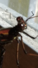 Calopteryx haemorrhoidalis